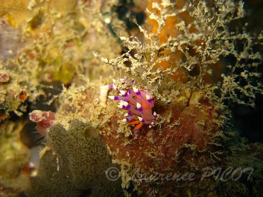 Flabellina exoptata.JPG - Philippines îles Calamian